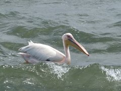 Pelecanus onocrotalus
