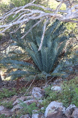 Encephalartos