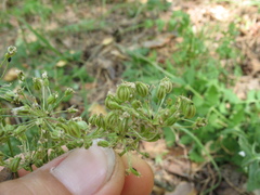 Aulacospermum multifidum