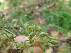 Aulacospermum multifidum