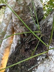 Luisia