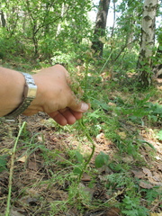 Aulacospermum multifidum
