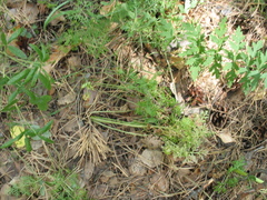 Aulacospermum multifidum