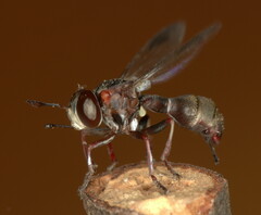 Physocephala abdominalis