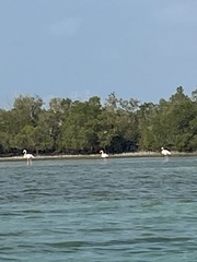 Phoenicopterus roseus