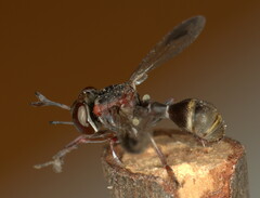 Physocephala abdominalis