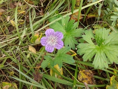 Geranium wlassovianum