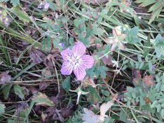 Geranium wlassovianum