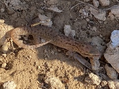 Hemidactylus robustus