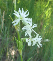 Silene tatarica