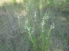 Silene tatarica