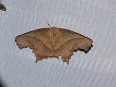 Eutomopepla