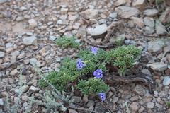 Aptosimum procumbens