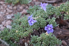 Aptosimum procumbens