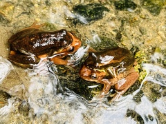 Dendropsophus bogerti