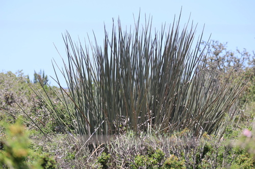 Foto de Ave-do-paraíso