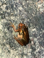 Dendropsophus bogerti
