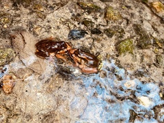Dendropsophus bogerti