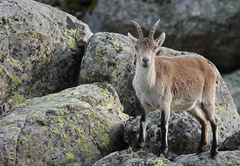 Capra pyrenaica victoriae
