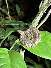 Bothrops atrox