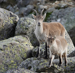 Capra pyrenaica victoriae