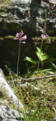 (c) Justin Ponder, some rights reserved (CC BY) Watsonia knysnana, photograph (c) Justin Ponder, some rights reserved (CC BY)