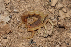 Parabuthus planicauda