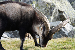 Capra pyrenaica victoriae