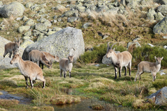 Capra pyrenaica victoriae