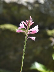 (c) Justin Ponder, some rights reserved (CC BY) Watsonia knysnana, photograph (c) Justin Ponder, some rights reserved (CC BY)