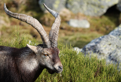 Capra pyrenaica victoriae