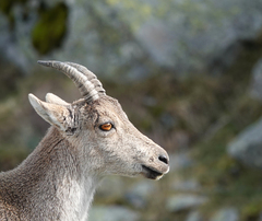 Capra pyrenaica victoriae