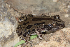 Kassina senegalensis