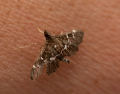 Diathrausta