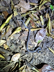 Pareas margaritophorus