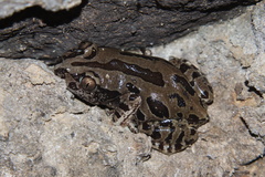 Kassina senegalensis