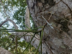 Luisia