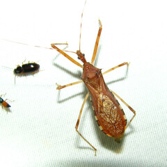 Rocconota annulicornis