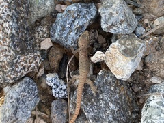 Hemidactylus robustus