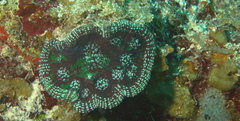 Mycetophyllia