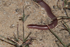 Rhinotyphlops lalandei