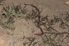 Rhinotyphlops lalandei