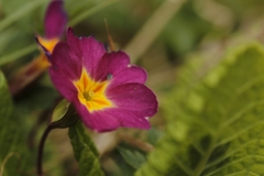 Primula vulgaris