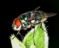 Chrysomya chloropyga