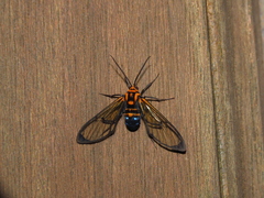 Gymnelia