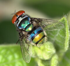 Chrysomya chloropyga