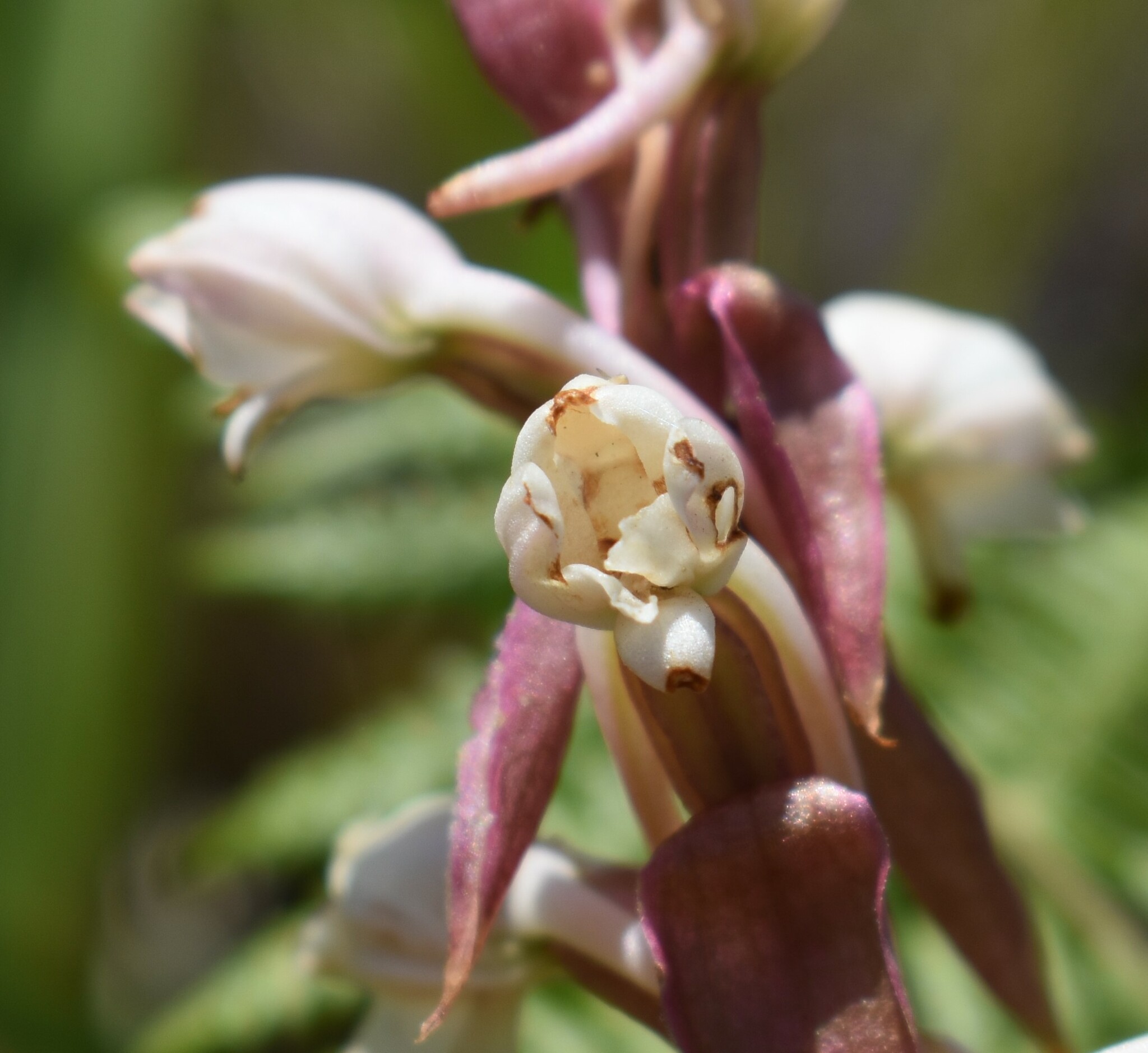 Thin Satyre (Satyrium acuminatum)