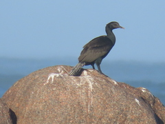 Phalacrocorax neglectus