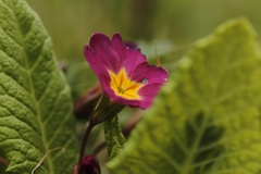 Primula vulgaris