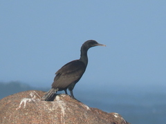 Phalacrocorax neglectus